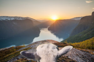 Norge fra et fårs synsvinkel